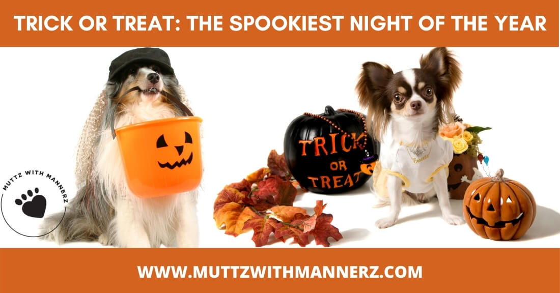 Trick or treat: The Spookiest Night of the Year