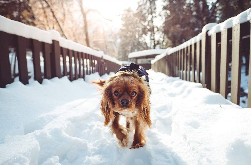 Top 10 Tips for Winter Care | Muttz with Mannerz