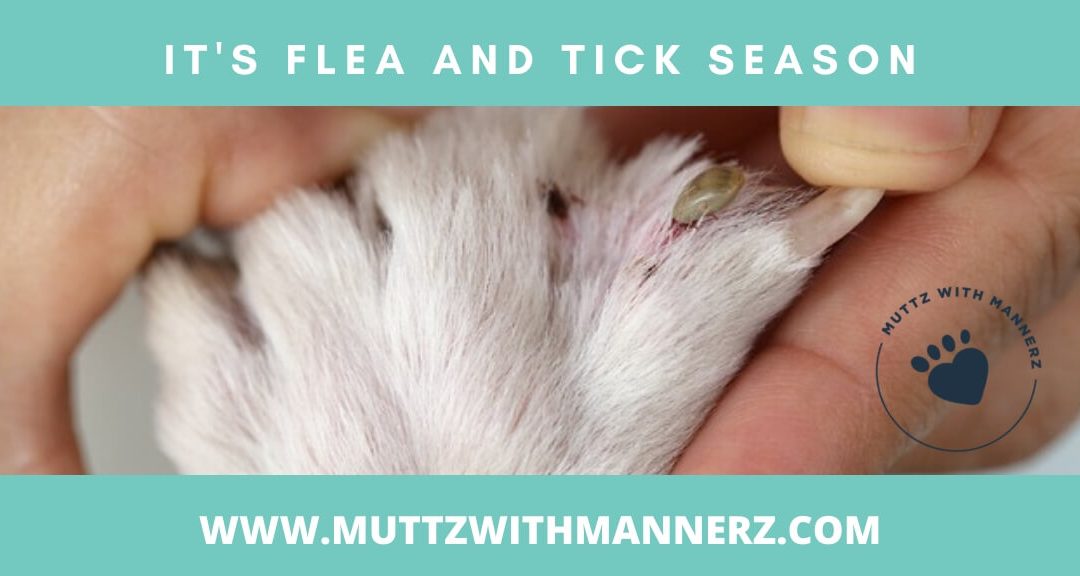 Those Little Pests – Fleas & Ticks