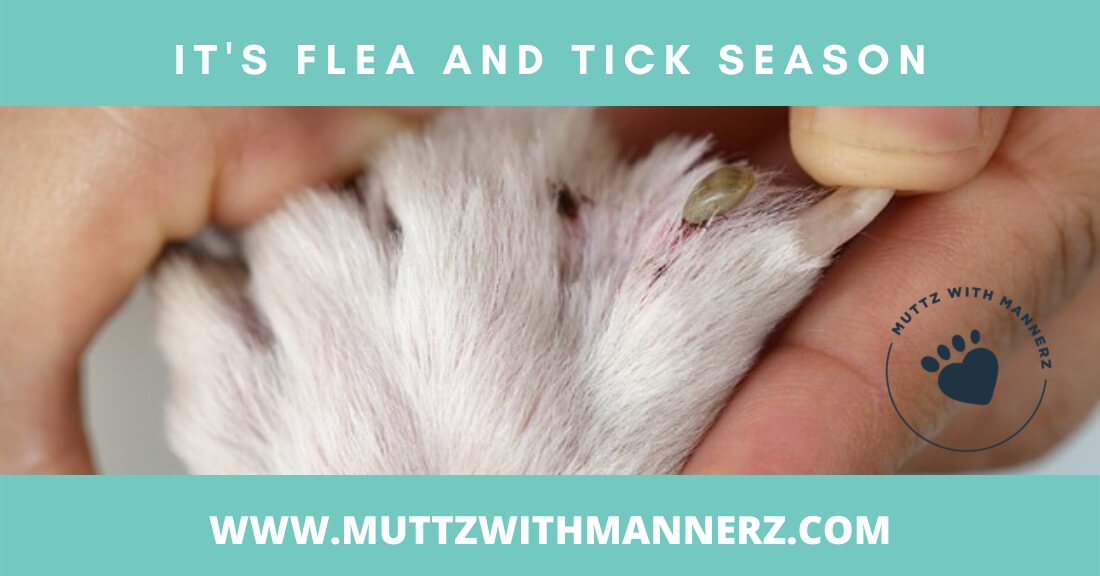 Those Little Pests – Fleas & Ticks