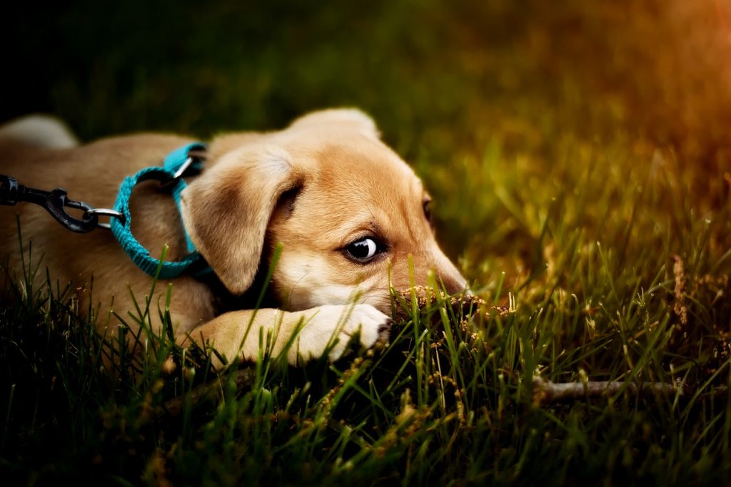 5 Reasons You Should Train Your Puppy or Dog