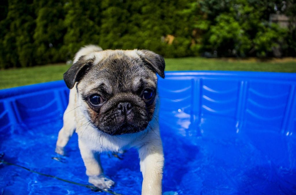 5 Tips For Summer Water Safety | Muttz with Mannerz