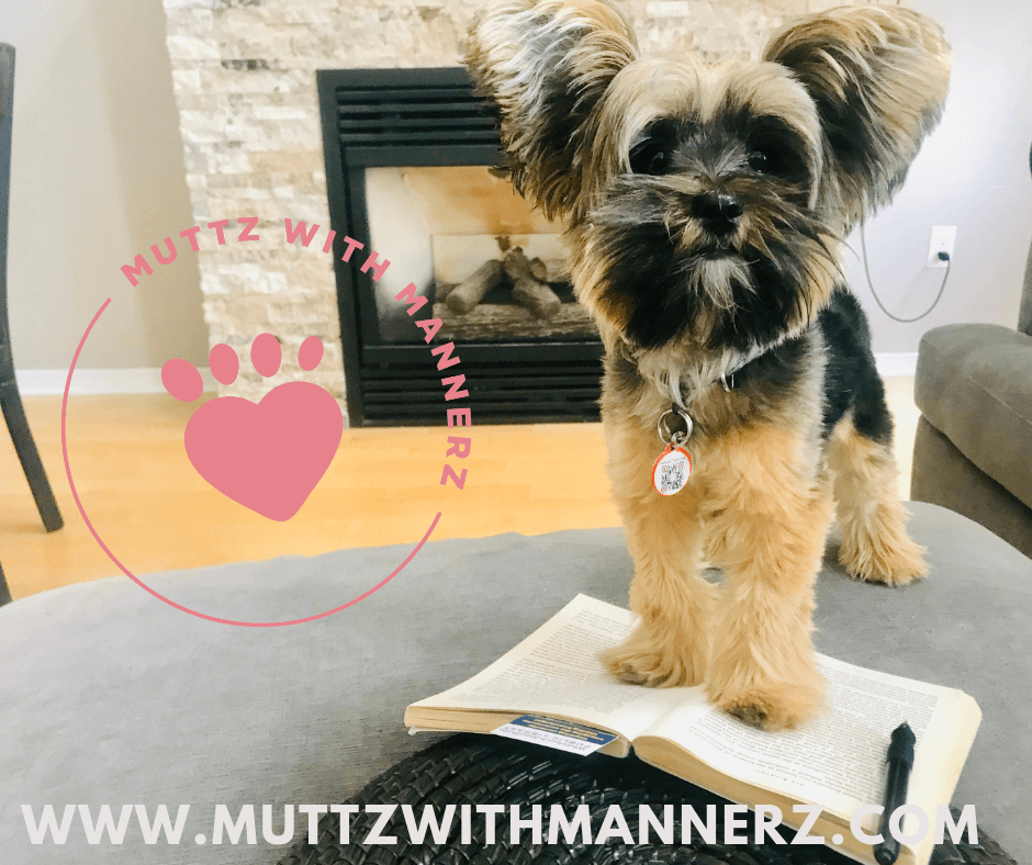 5 Tips To Prepare Your Pup For Back To School!