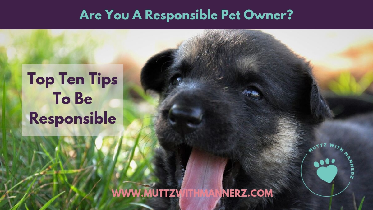 Responsible Dog Ownership Day!
