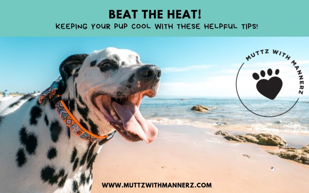 Beat The Heat - 4 Tips To Keep Your Pup Cool This Summer! | Muttz with Mannerz
