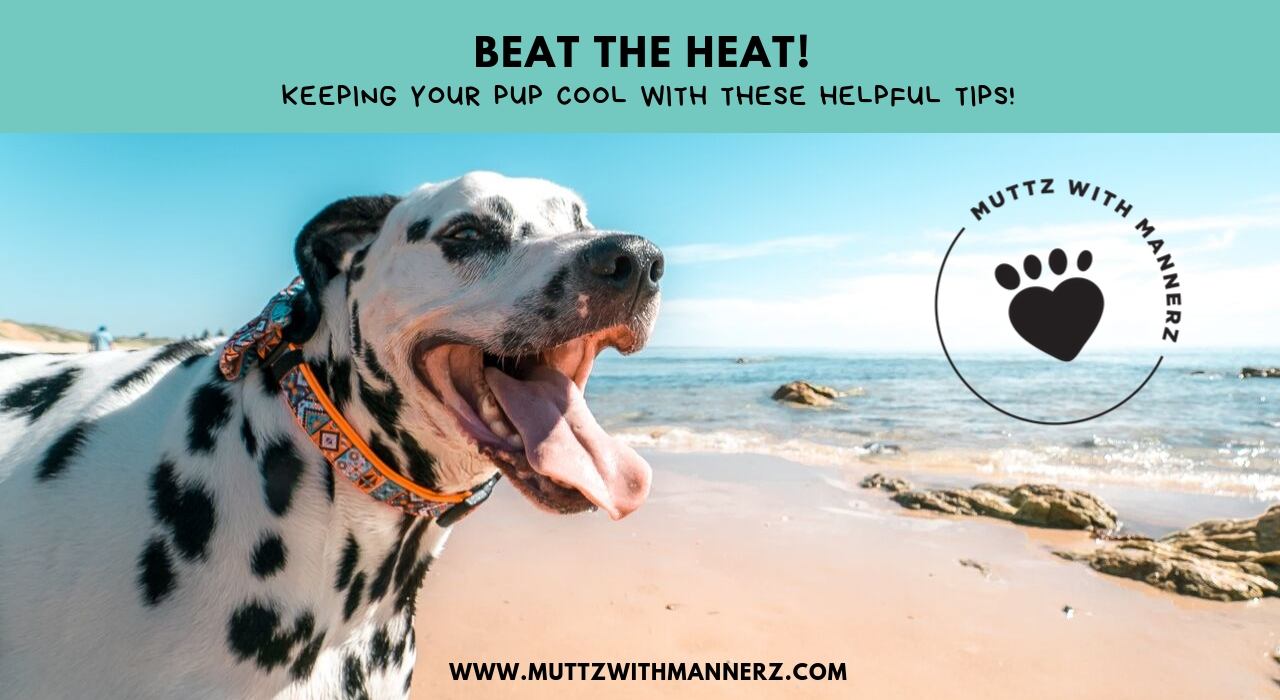 Beat The Heat – 4 Tips To Keep Your Pup Cool This Summer!