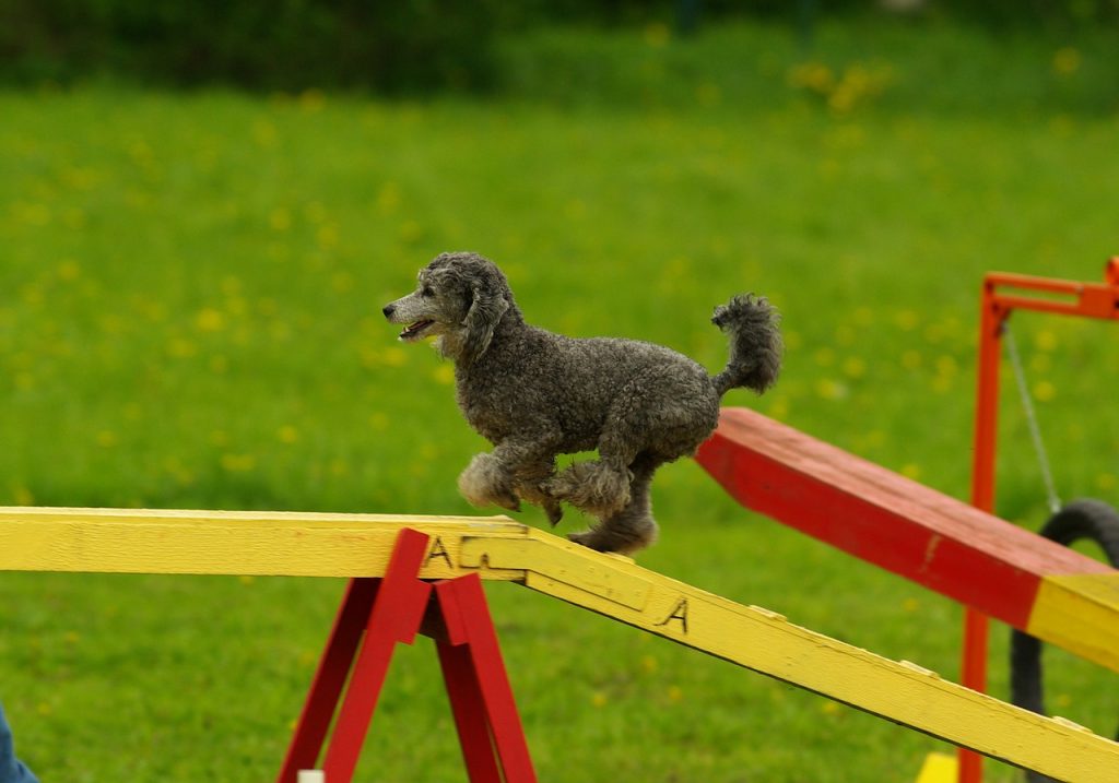 Could Your Dog Benefit from Agility Training?