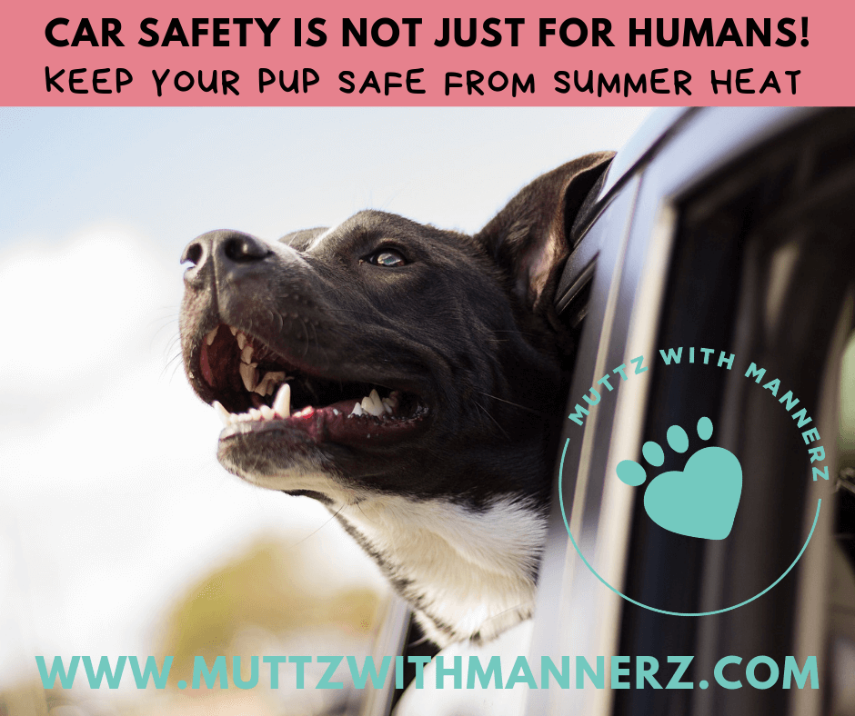 Summer Car Safety