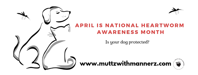 What do you know about heartworm? | Muttz with Mannerz