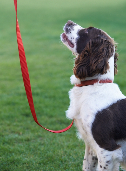 Dog Training Obedience York Region Stouffville