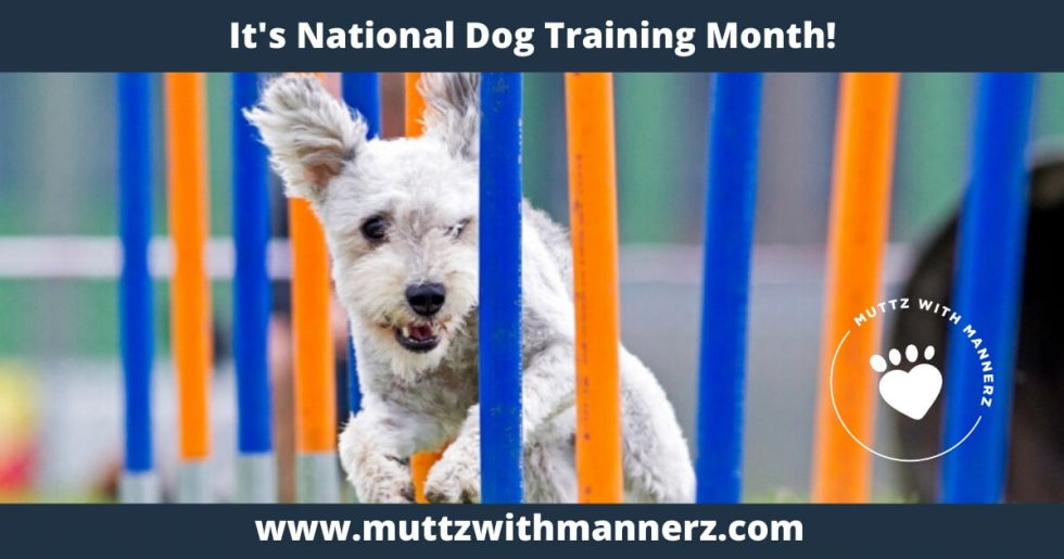 January is National Dog Training Month Muttz with Mannerz™