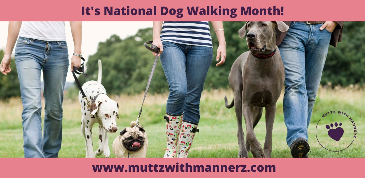 January is National Dog Walking Month