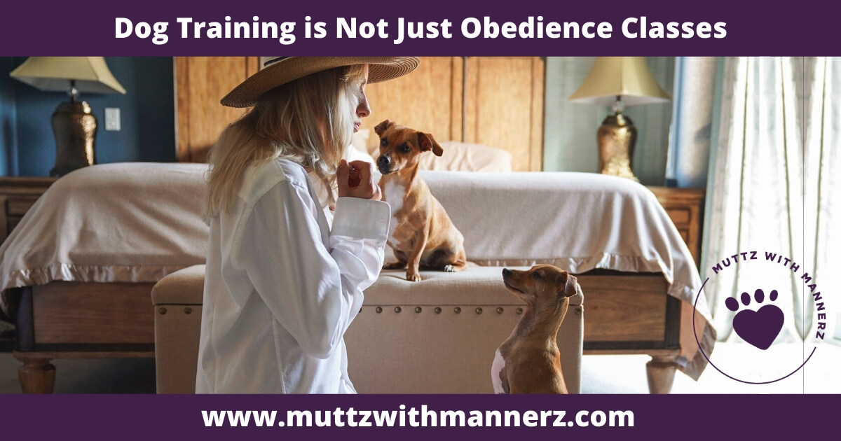 Dog Training is Not Just Obedience Classes