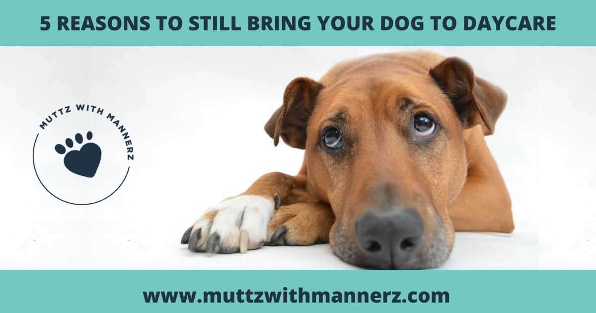 5 Reasons to Still Bring your Dog to Daycare