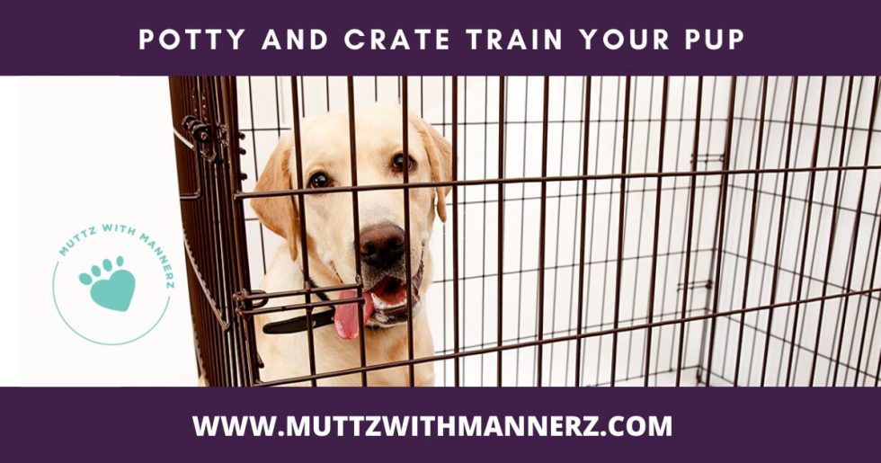 New Puppy Series 1: Potty and Crate Training - Muttz with Mannerz™