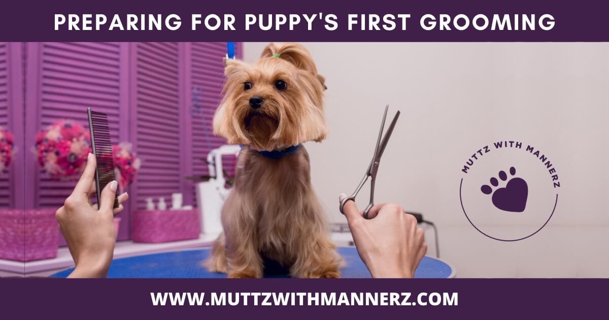 New Puppy Series 4: Puppy’s First Grooming