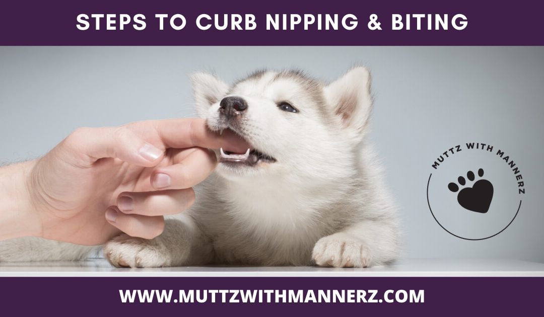 Steps to Curb Niping and Biting