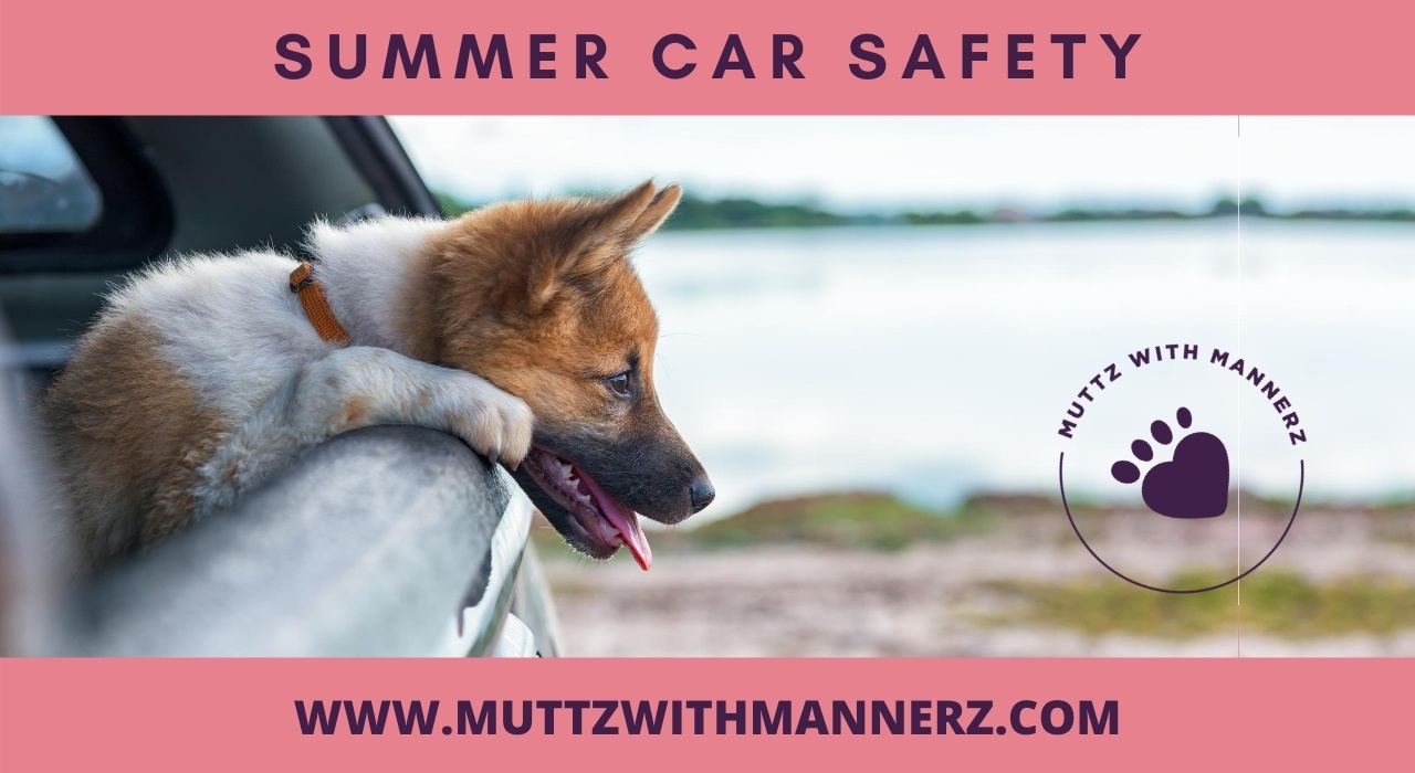 Summer Car Safety