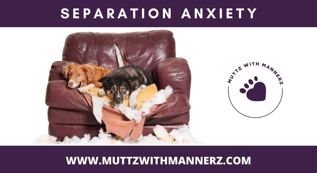Separation Anxiety in Dogs