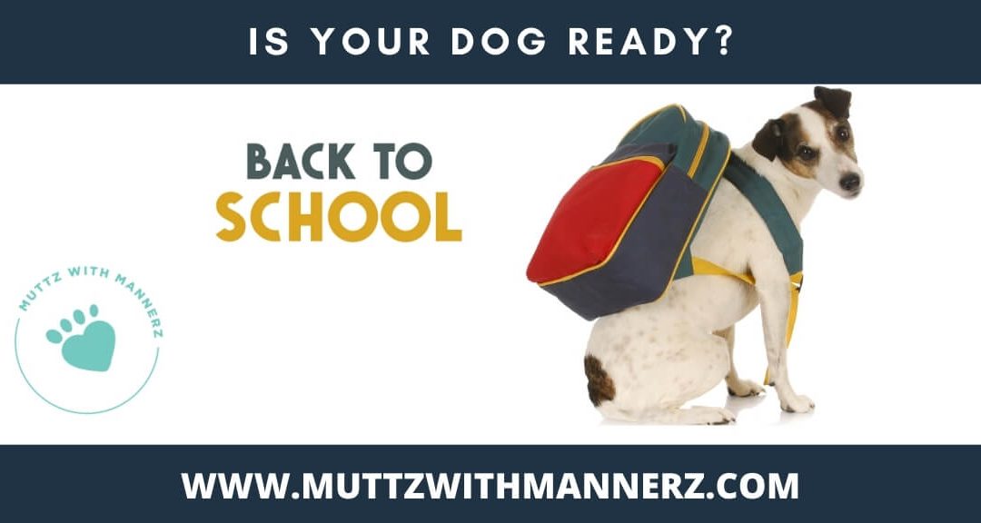 Back to School: Tips to Ease Your Dog’s Transition