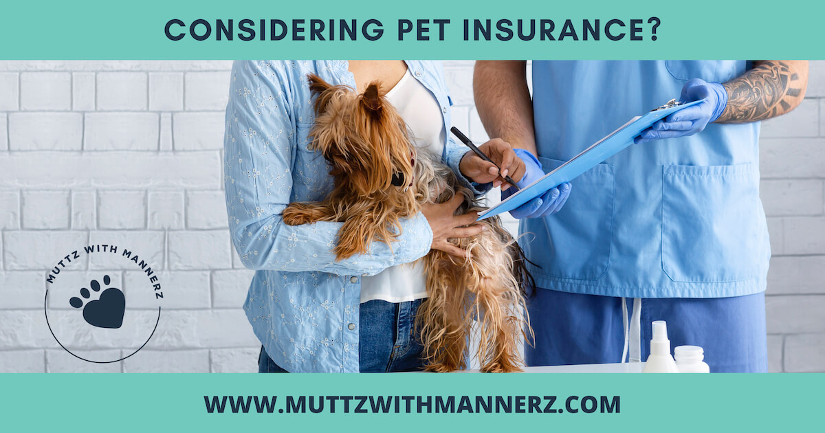 Key Questions To Ask Before You Buy Pet Insurance