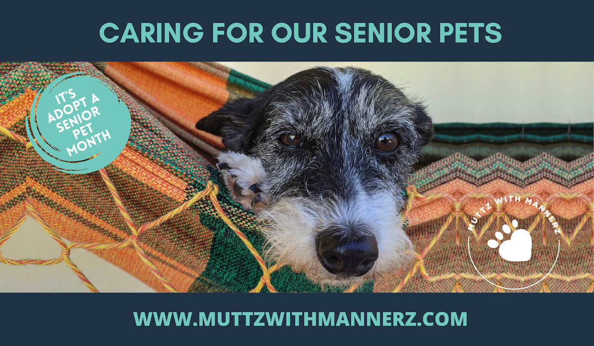 7 Things to be Aware of Caring for a Senior Dog