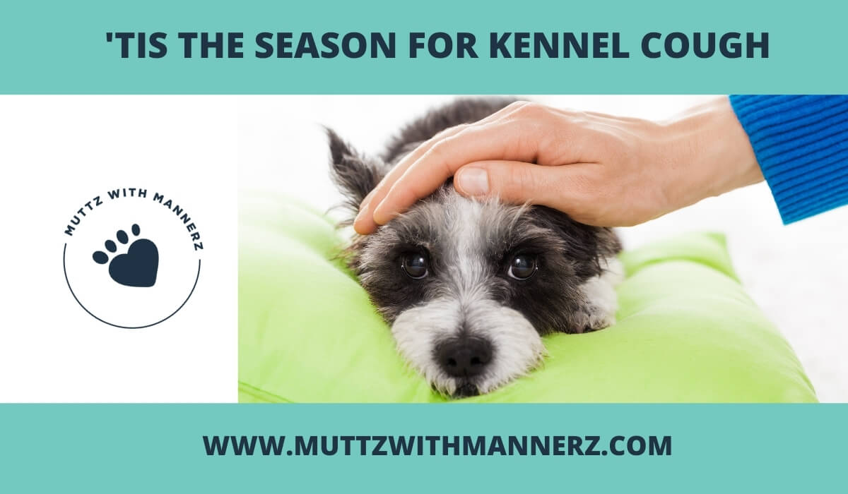 ‘Tis the Season for Kennel Cough