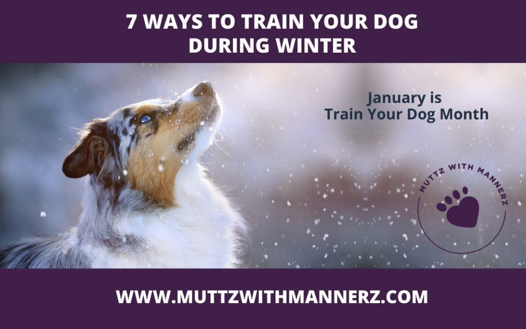 7 Ways to Train your dog during winter