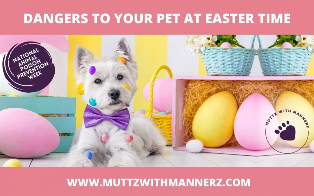 Dangers to your Pet at Easter Time