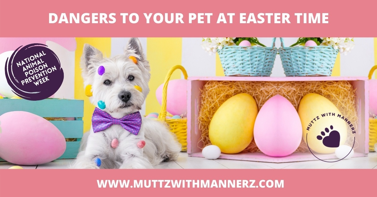 Dangers to your Pet at Easter Time Muttz with Mannerz™