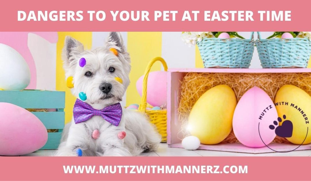 Dangers to your Pet at Easter Time