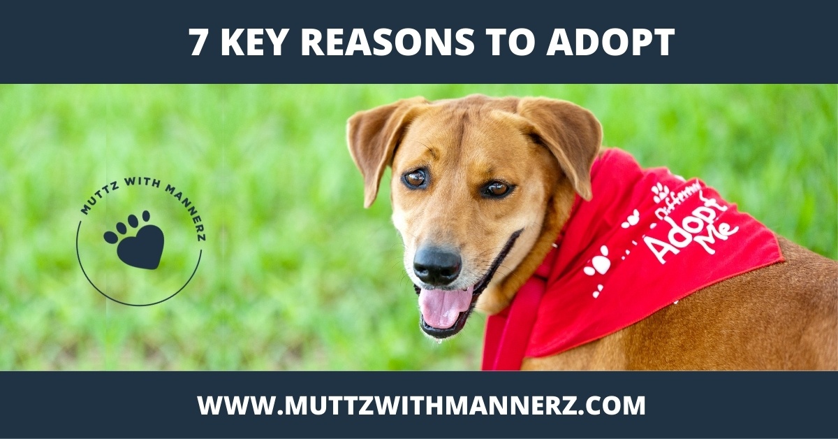 7 Key Reasons to Adopt from a Shelter or Rescue