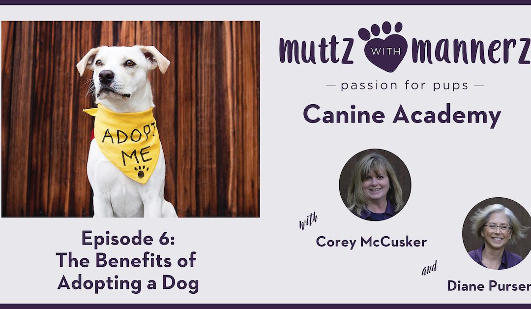 Episode 006: The Benefits of Adopting a Dog