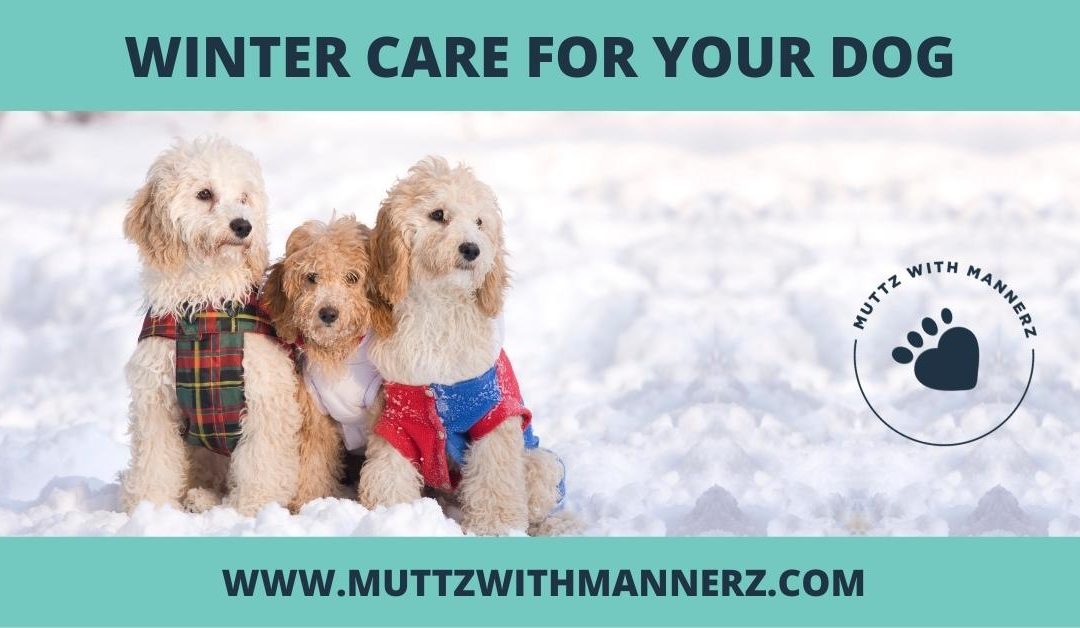 Winter Care For your Dog