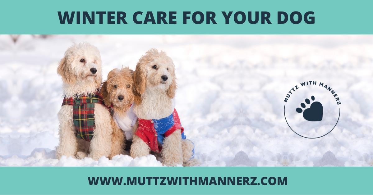 Winter Care For Your Dog