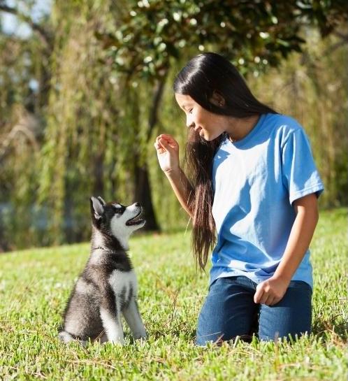 Tips for Training Your New Puppy Sit