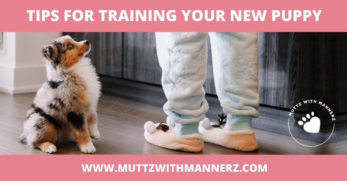 Tips for Training Your New Puppy