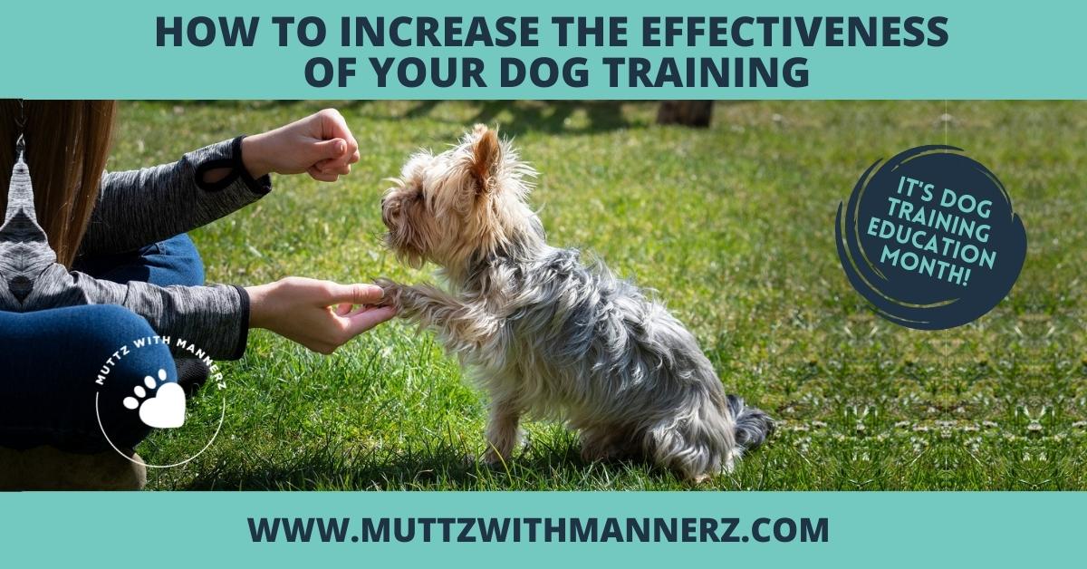 How to Increase the Effectiveness of Your Dog Training