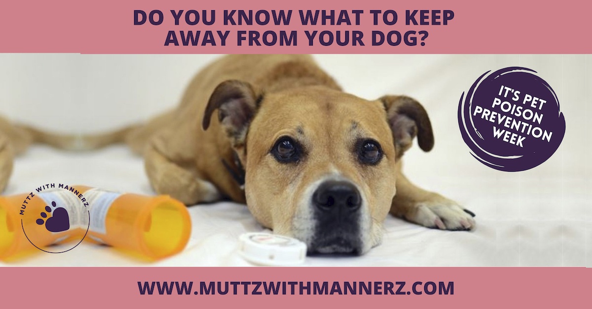 Can Tylenol Kill A Dog