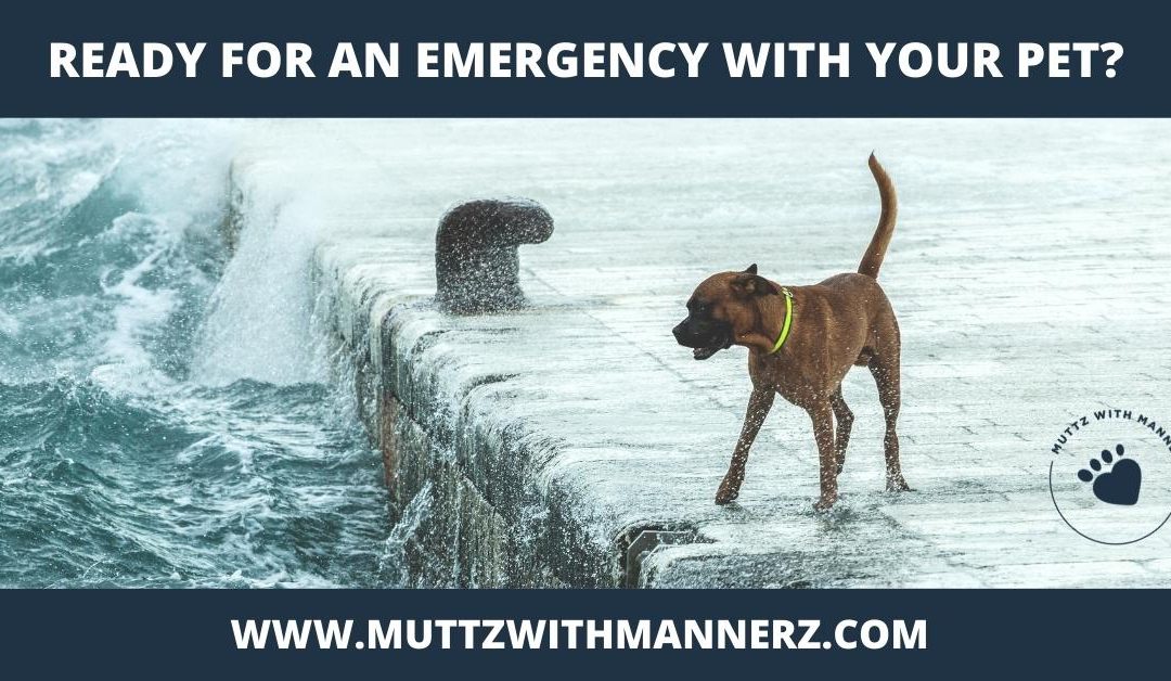 Are You Ready For An Emergency With Your Pet?