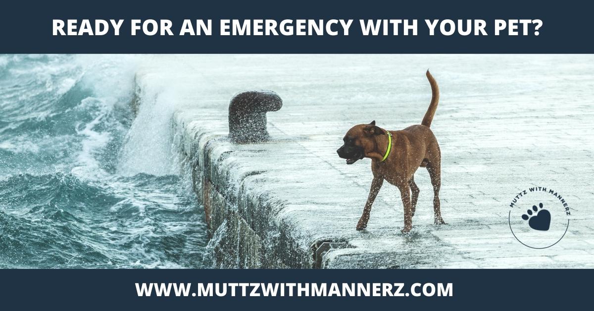 Are You Ready For An Emergency With Your Pet?