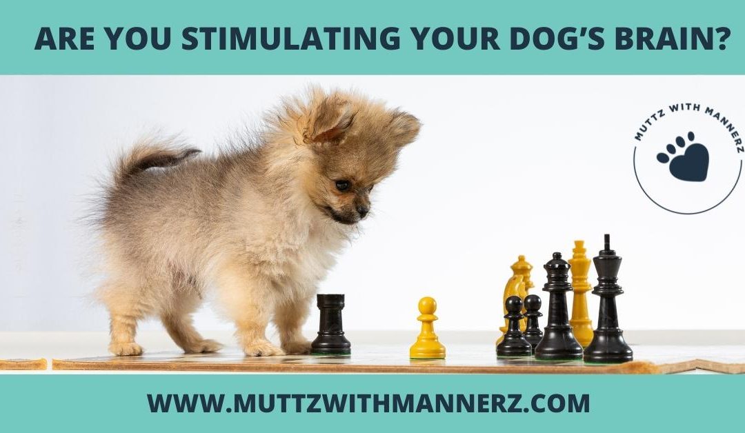 Are you stimulating your dog’s brain?