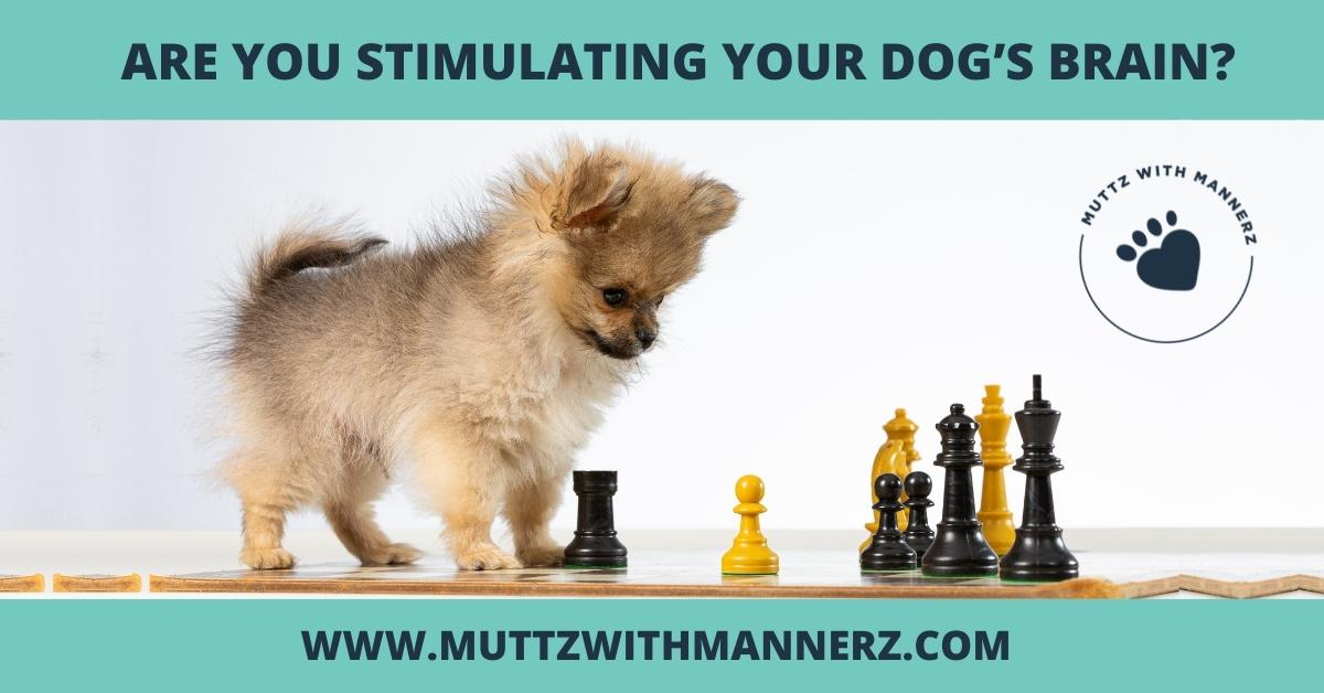 Are You Stimulating Your Dog’s Brain?