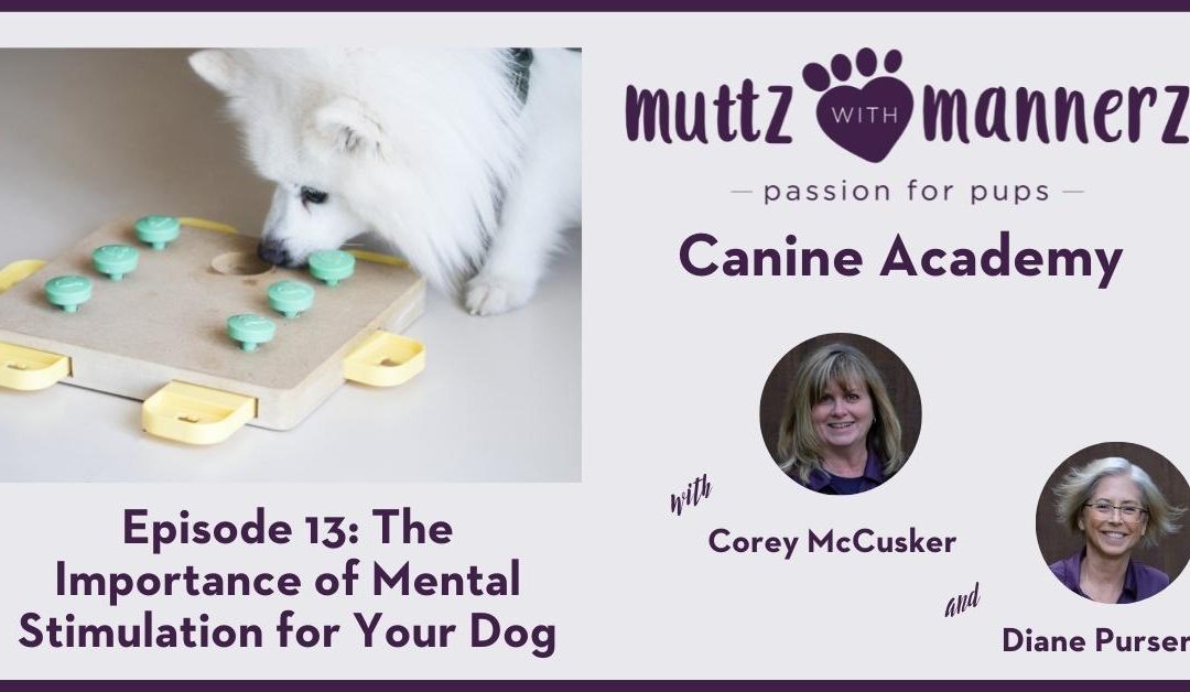 Episode 13: The Importance of Mental Stimulation for Your Dog