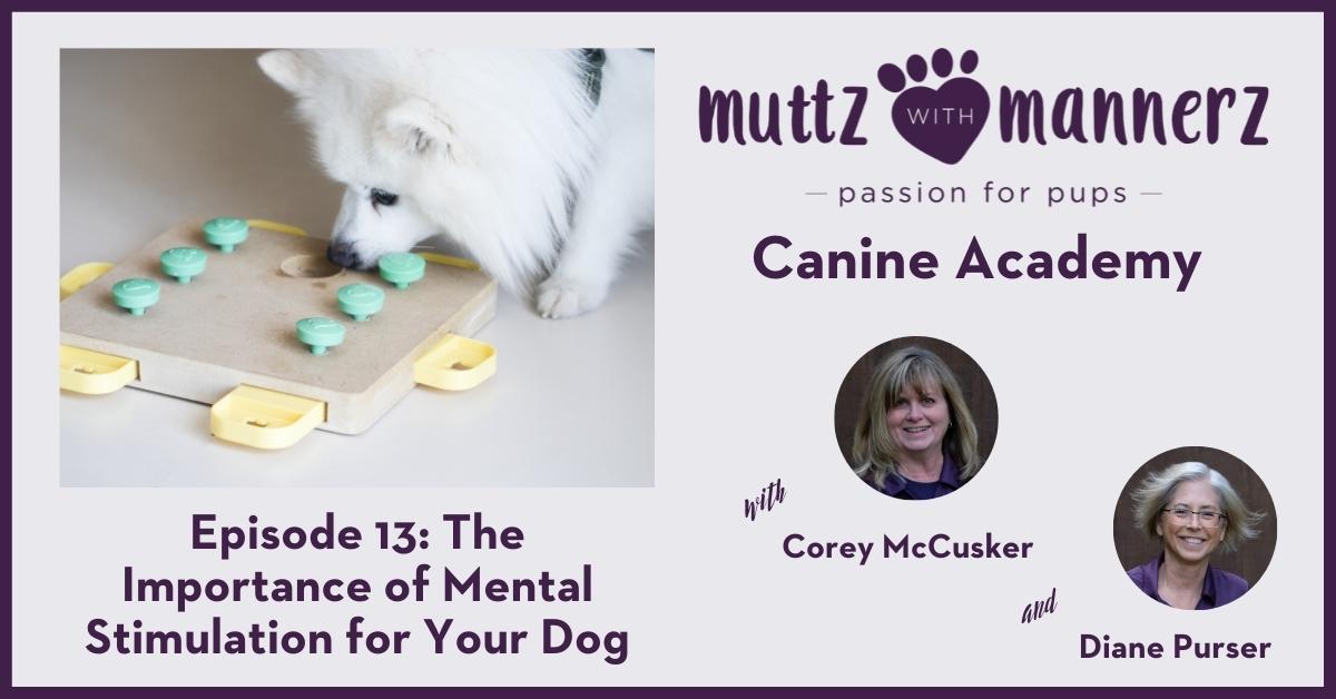 Episode 13 The Importance of Mental Stimulation for Your Dog