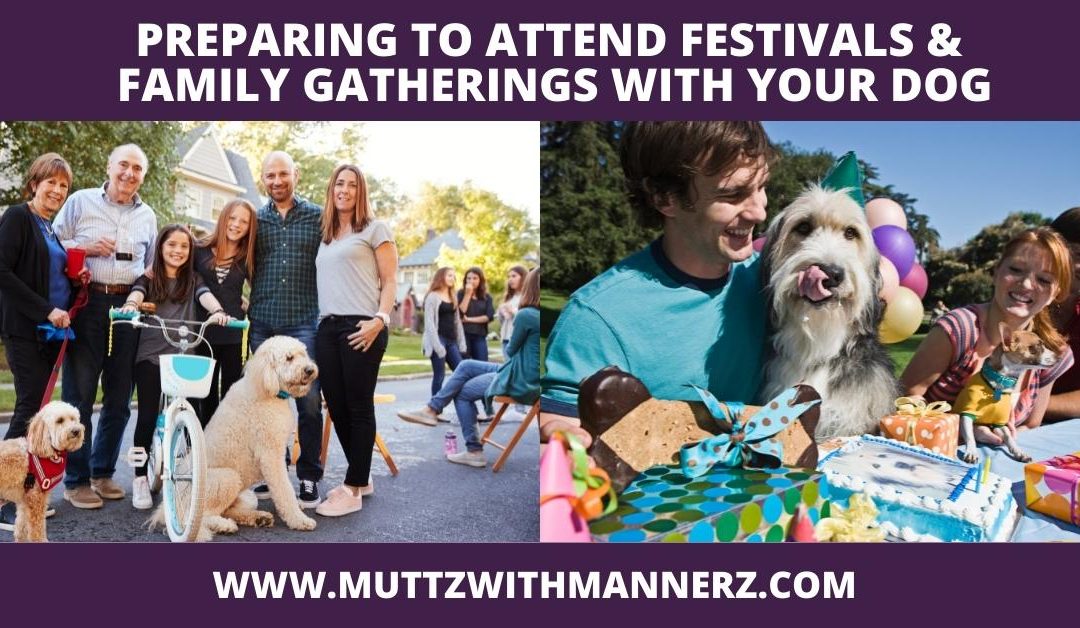 Preparing to Attend Festivals and Family Gatherings with Your Dog