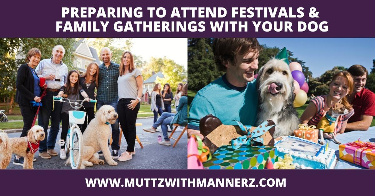 Preparing to Attend Festivals and Family Gatherings with Your Dog