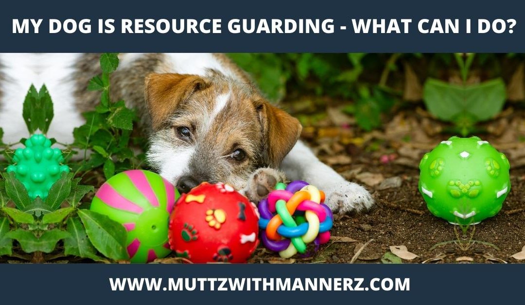 My Dog is Resource Guarding