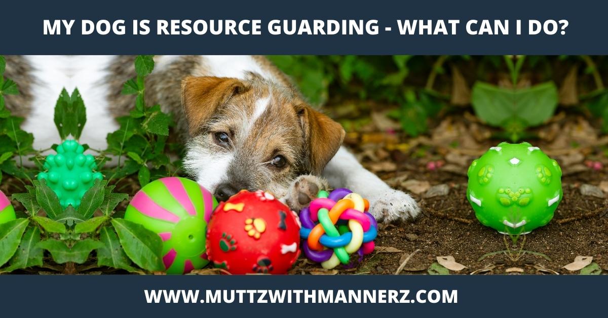 My Dog is Resource Guarding – What Can I Do?