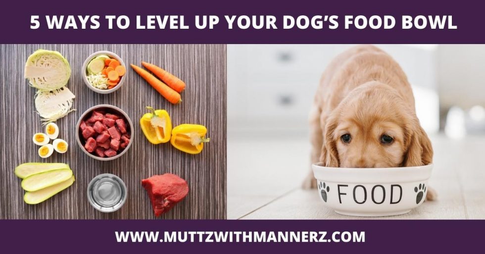 5 Ways to Level Up your Dog’s Food Bowl Muttz with Mannerz™